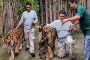 புலியுடன் செல்ஃபி எடுக்க முயற்சி - தாய்லாந்தில் இந்திய இளைஞருக்கு நேர்ந்த சோகம்