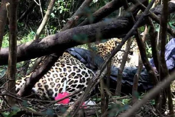 முல்லைத்தீவு காட்டுப்பகுதியில் சிறுத்தை மீட்பு!