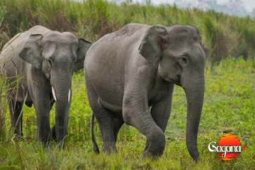 දැන් බයවෙන්න දෙයක් නෑ - SMS දැනුම්දීමක් දුරකථනයටම