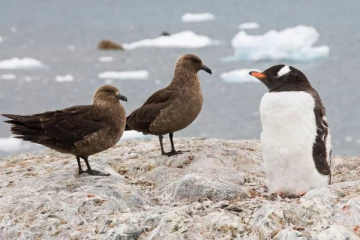 முதல் முறையாக அண்டார்டிகாவில் பறவைக் காய்ச்சல் அச்சுறுத்தல்., பல உயிர்களுக்கு ஆபத்து