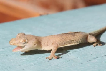 வீட்டில் பல்லி இறந்து கிடக்கிறதா? அப்போ கவனமாக இருங்கள்