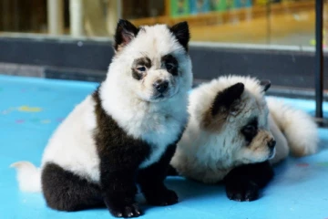 நாய்க்கு பெயிண்ட் அடித்து பாண்டா கரடியாக ஏமாற்றிய பூங்கா நிர்வாகம்