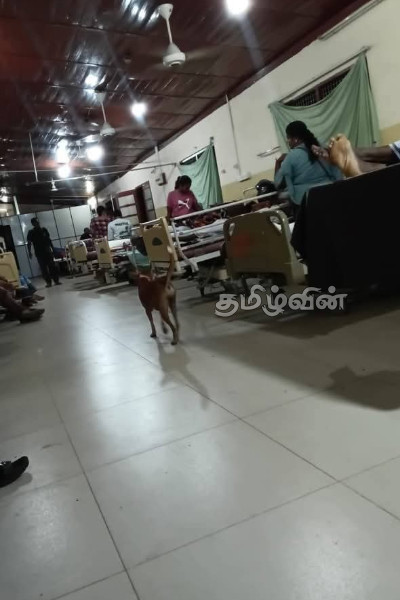 யாழ்.போதனா வைத்தியசாலையில் நடந்த நெகிழ்ச்சி செயல் | Rare Incident Of A Dog S Affection Jaffna Hospital