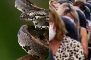 විෂ ඝෝර සර්පයන් 70ක් ගුවනින් ගිහින් - මියගිය වඳුරු පැටව්නුත් ඒ අතර..