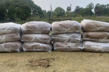 பளையில் கஞ்சா போதைப்பொருளுடன் சிக்கிய இருவர்