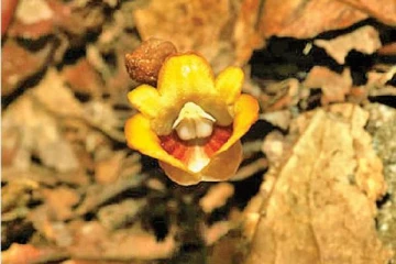 இலைகள் இல்லாத பூவினம் இலங்கையில் கண்டுபிடிப்பு:சிறப்பம்சங்கள் என்ன..!