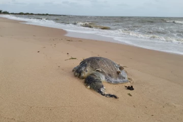 உயிரிழந்த நிலையில் கரையொதுங்கிய கடலாமை