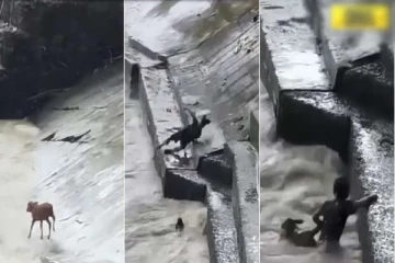 Viral Video- கடலில் மூழ்கிய கன்றுக்குட்டியை நொடிப்பொழுதில் காப்பாற்றிய நபர்