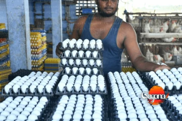 බිත්තර මිල රු. 10කින් පහතට