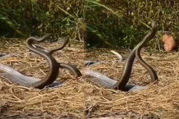 ராட்சத பாம்புகளின் அசத்தலான காதல் நடனம்! மெய்சிலிர்க்க வைக்கும் காட்சி