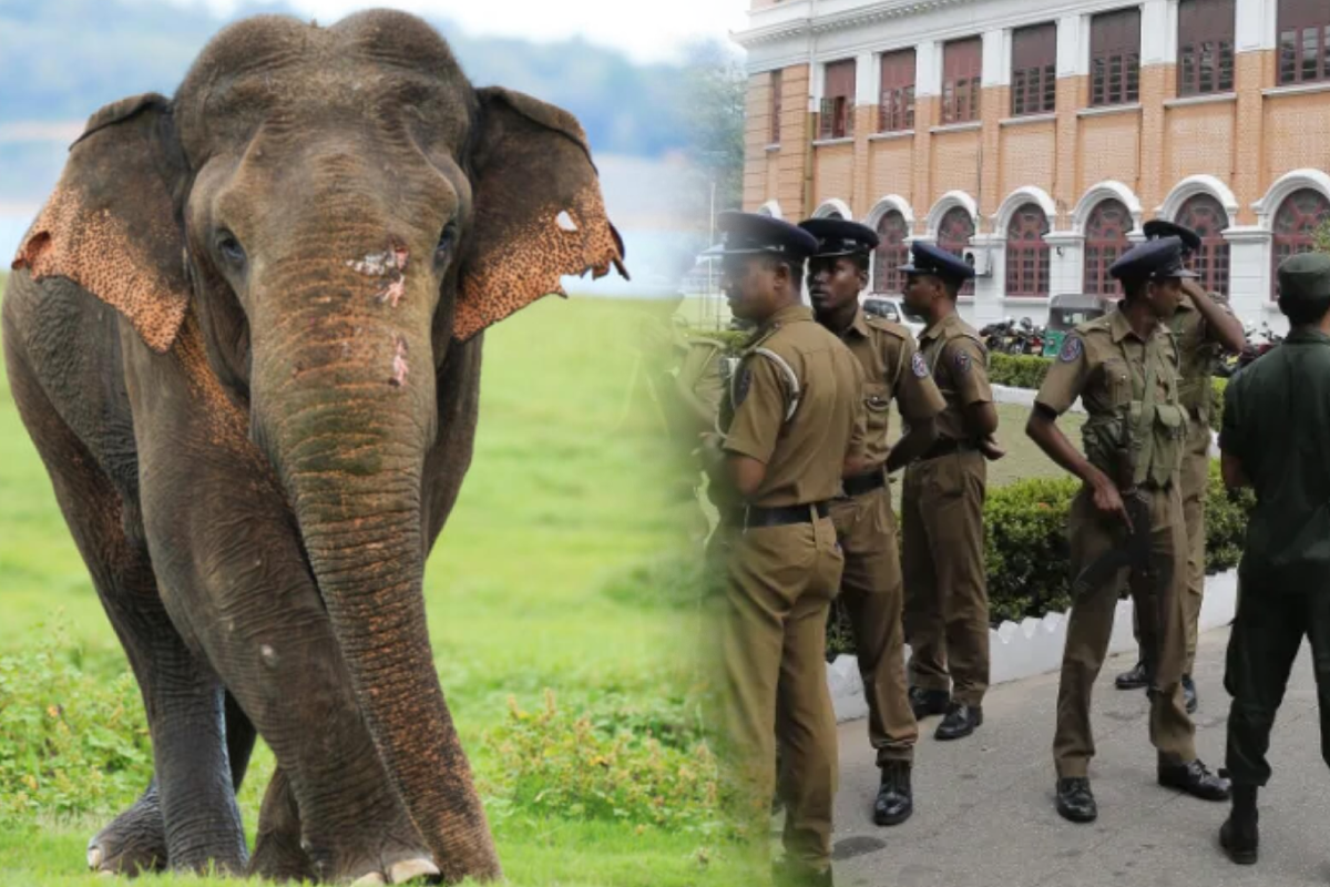 திருகோணமலையில் யானை தாக்குதலுக்கு இலக்காகி ஒருவர் உயிரிழப்பு | One Person Dies Attacked Elephant Trincomalee திருகோணமலையில் யானை தாக்குதலுக்கு இலக்காகி ஒருவர் உயிரிழப்பு | One Person Dies Attacked Elephant Trincomalee