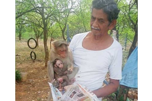 கொரோனாவால் உயிரிழந்த நபர்: இறந்தது தெரியாமல் காத்துகிடக்கும் குரங்குகள் | Mann Dead Corona Monkey Waiting Food