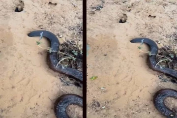 மண்ணை துளைத்துக்கொண்டு செல்லும் பாம்பு... மெய்சிலிர்க்கும் காட்சி!