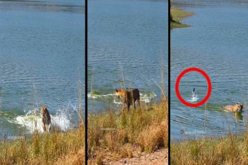 புலியையே தலைதெறிக்க ஓடவிட்ட குட்டி மீன்! முடிஞ்சா சிரிக்காம பாருங்க