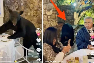 அழையா விருந்தாளியாக திருமணத்திற்கு வந்த கரடி: அமர்ந்திருந்தவர்களின் நிலையைப் பாருங்க! வினோதங்களின் தொகுப்பு