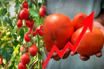 திடீரென அதிகரித்த தக்காளியின் விலை