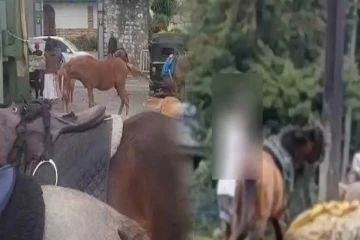குதிரை தாக்கிய இளைஞர் அதிரடி கைது - குதிரையேற்றக்காரர்களுக்கு கடும் எச்சரிக்கை
