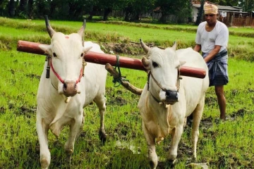 விவசாயியாக மாறிய சுமந்திரன் - சமூக ஊடகங்களில் வைரலாகும் படங்கள்