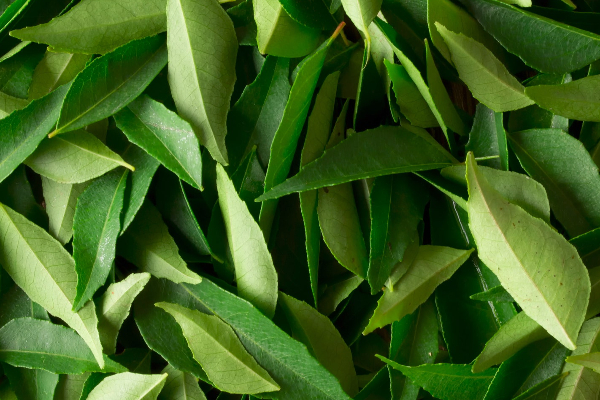 கறிவேப்பிலை உணவில் இருந்தால் தூக்கி எறிபவரா? இது உங்களுக்குதான்.... இனி தவறு செய்யாதீர்கள் | Curry Leaves Benefits