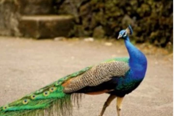 சேவல்களுடன் நண்பர்களாக பழகும் மயில்கள்: கோயிலில் நடக்கும் அற்புதம்