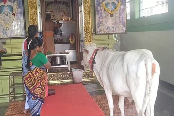 ஆஞ்சநேயரை வழிபாடு செய்த பசு.. திருவாரூரில் நடந்த அதிசயம் | Cow Worhsip Lord Hanuman In Thiruvarur Temple ஆஞ்சநேயரை வழிபாடு செய்த பசு.. திருவாரூரில் நடந்த அதிசயம் | Cow Worhsip Lord Hanuman In Thiruvarur Temple