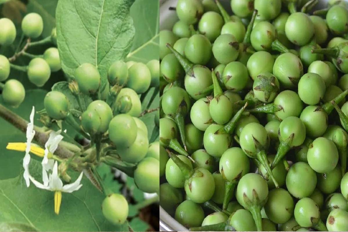 உடம்பில் உள்ள நச்சுக்களை நீக்கணுமா? அப்ப டாக்டர் சொல்ற இந்த 3 உணவுகளை அடிக்கடி சாப்பிடுங்க போதும்! | Eat This Foods To Reduce The Wastes In Your Body உடம்பில் உள்ள நச்சுக்களை நீக்கணுமா? அப்ப டாக்டர் சொல்ற இந்த 3 உணவுகளை அடிக்கடி சாப்பிடுங்க போதும்! | Eat This Foods To Reduce The Wastes In Your Body