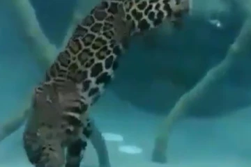 நீருக்கடியில் சென்று நொடியில் வேட்டையாடும் புலி... இதுவரை யாரும் பார்த்திராத மிக அரிய காட்சி! இப்படியுமா?