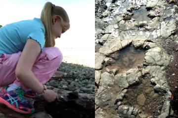 பிரித்தானியாவில் 20 கோடி ஆண்டுகள் பழமையான டைனோசர் காலடித் தடங்கள் கண்டுபிடிப்பு