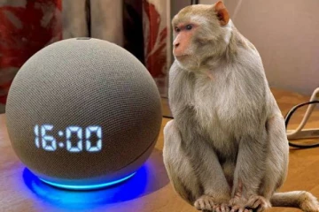 Alexa மூலம் குரங்கிடம் இருந்து சாதுர்யமாக தப்பித்த 13 வயது சிறுமி! என்ன நடந்தது?