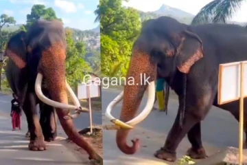 කතරගම අසේල හස්තියාට සිදු වූ ඉතා භයානක හද කම්පා කරවන සිදුවීම..මෙයාව දන්නවනම් වහාම දැනුම් දෙන්න..(PHOTOS)