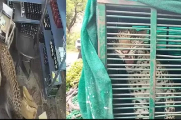 ராஜஸ்தானில் கடைக்குள் புகுந்து ஊழியரைத் தாக்கிய சிறுத்தை..!