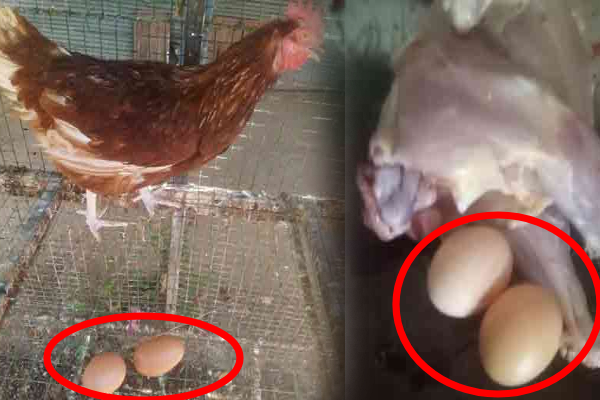 2 மூட்டைபோடும் அதிசய கோழியை கொன்ற நபர் | Miracle Cock Daily Laid 2 Egg Srilanka