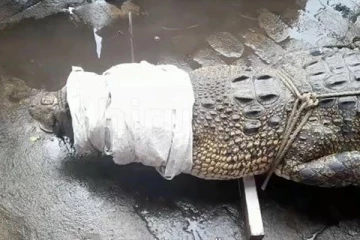 கொழும்பு துறைமுகத்தில் முதலை கண்டெடுப்பு