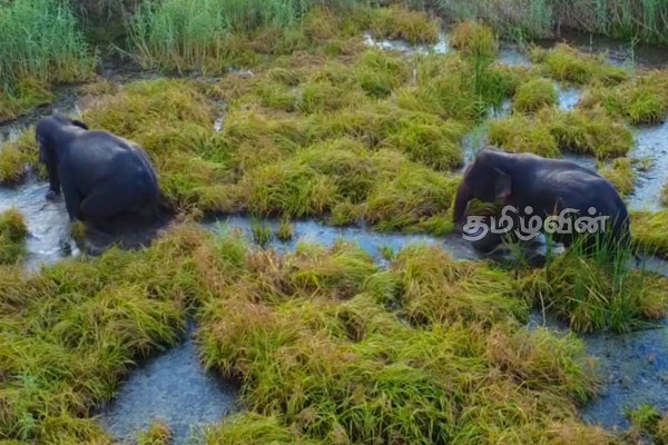 மட்டக்களப்பு எழுவான் நிரப்பரப்பிற்குள் மீண்டும் மீண்டும் உள்நுழையும் காட்டு யானைகள் | Elephants Repeatedly Enter Batticaloa Reservoir