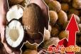 சடுதியாக உயர்ந்துள்ள தேங்காய் விலை