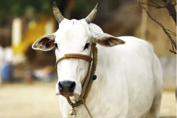 இந்தியாவில் பரவும் புதிய நோயால் 6,000 கால்நடைகள் உயிரிழப்பு!