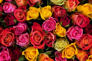 හරියටම Meaning එක දැනගෙන රෝස මල් දෙන්න.