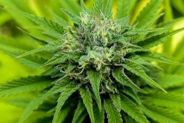 45 கிலோ கிராம் கஞ்சா கடத்திய இளம் யுவதி கனடிய விமான நிலையத்தில் கைது