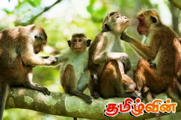 கந்தளாயில் அதிகரிக்கும் குரங்கு தொல்லை: தீர்வை பெற்று தர கோரும் பொதுமக்கள்