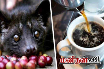 பூனை மலத்தில் காபி- இந்திய ரூபாயில் எவ்வளவு தெரியுமா?
