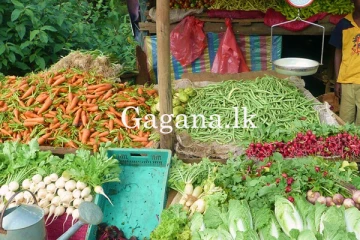 ඉතිහාසයේ පළමුවරට එළවලු මිලෙහි සිදු වූ වෙනස.