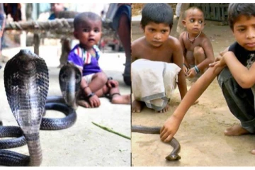 வீடுகளில் உள்ள படுக்கையறை, சமையலறையில் சர்வ சாதாரணமாக காணப்படும் விஷப்பாம்புகள்! இப்படியொரு கிராமமா? ஆச்சரிய தகவல்கள்