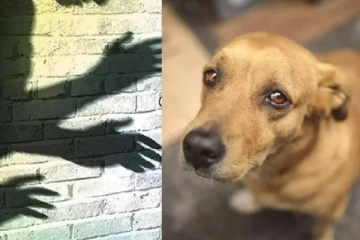 60 நாய்களை பாலியல் வன்கொடுமை செய்து கொன்ற கொடூரன் - நீதிமன்றம் விதித்த கடும் தண்டனை?