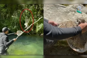 ஆபத்தில் சிக்கி அந்தரத்தில் தொங்கிய ஆந்தை: கருணையுடன் இளைஞர் செய்த செயல்: வீடியோ