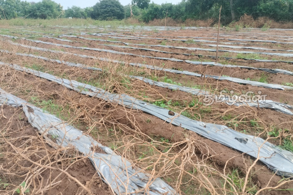 வெள்ளத்தினால் அழிந்த பூசணி பயிர்ச்செய்கை! பல இலட்சம் ரூபாவை இழந்த விவசாயி | Flooded Pumpkin Gardens வெள்ளத்தினால் அழிந்த பூசணி பயிர்ச்செய்கை! பல இலட்சம் ரூபாவை இழந்த விவசாயி | Flooded Pumpkin Gardens