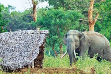 காட்டு யானை அட்டகாசம்: சுவர் இடிந்து விழுந்து விவசாயி படுகாயம்