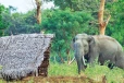 காட்டு யானை அட்டகாசம்: சுவர் இடிந்து விழுந்து விவசாயி படுகாயம்