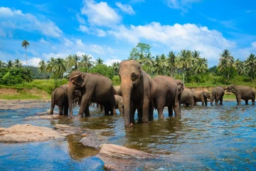 இன்று சர்வதேச யானைகள் தினம்; அரிய தகவல்கள் சில....