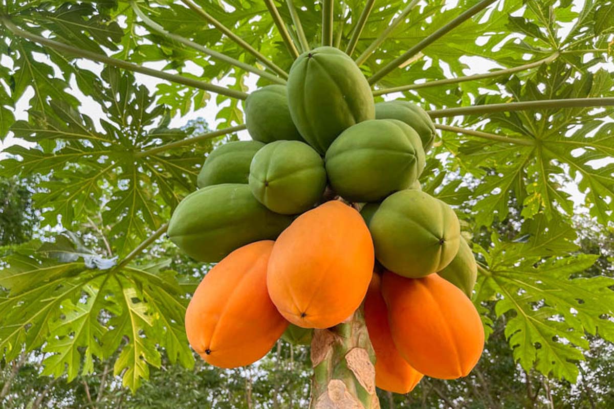 இரவில் பப்பாளி சாப்பிடுகிறீர்களா? இந்த பிரச்சனைகள் ஏற்படுமாம் | What Happens If We Eat Papaya At Night இரவில் பப்பாளி சாப்பிடுகிறீர்களா? இந்த பிரச்சனைகள் ஏற்படுமாம் | What Happens If We Eat Papaya At Night