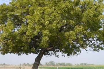 வேப்ப மரத்தை அகற்றிவிட்டு அரசமரம் நட்டு வளர்க்கும் இராணுவப் படையினர்
